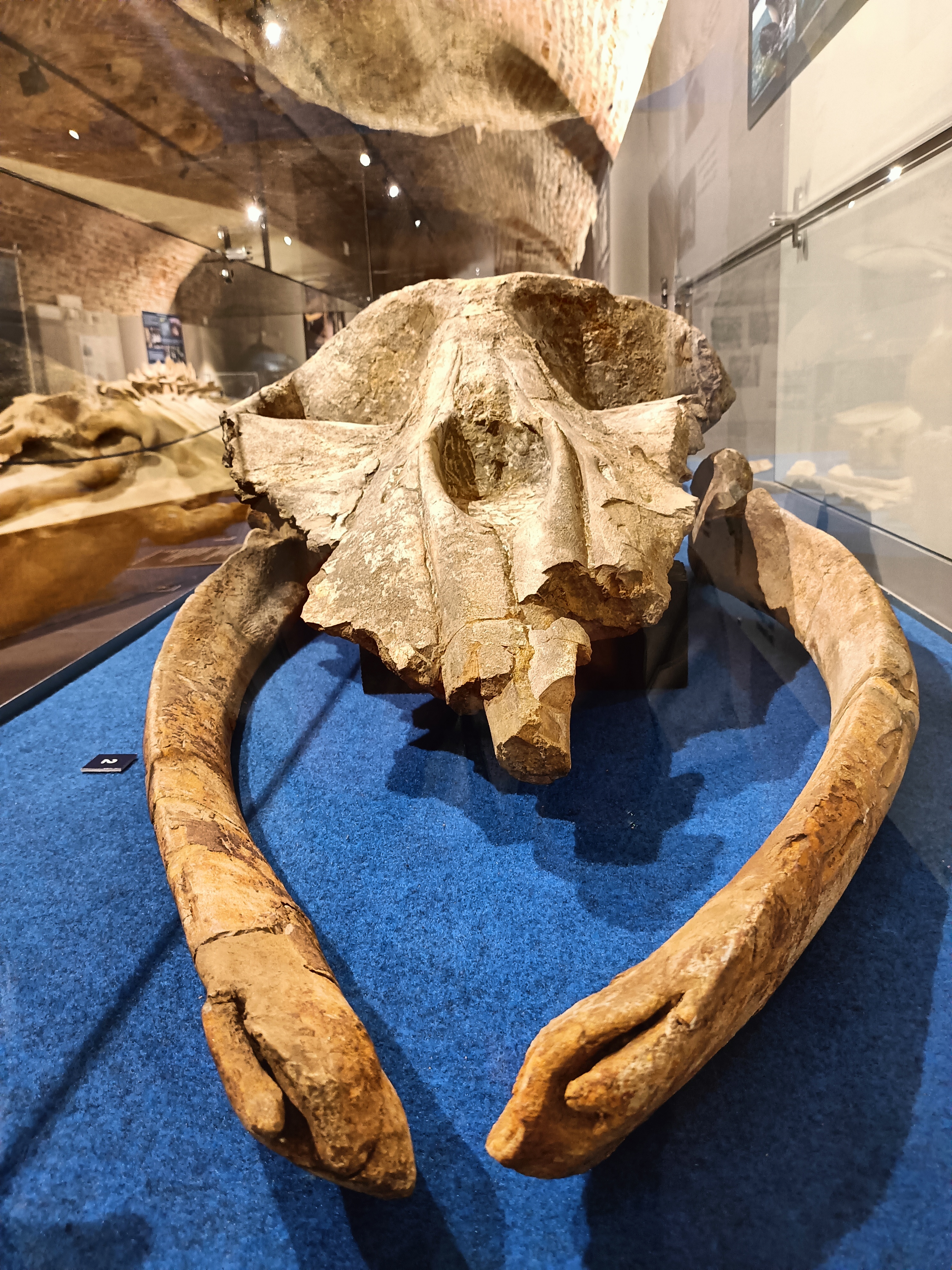 Darwin Day: da mare alla terra